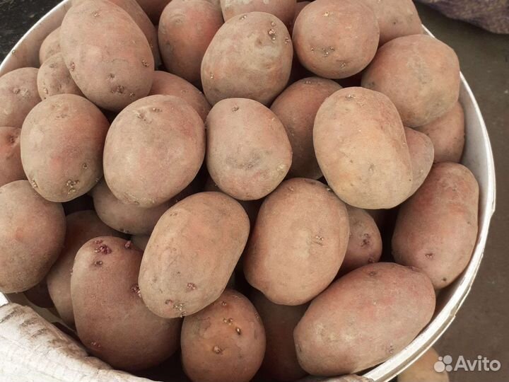 Картофель едовая