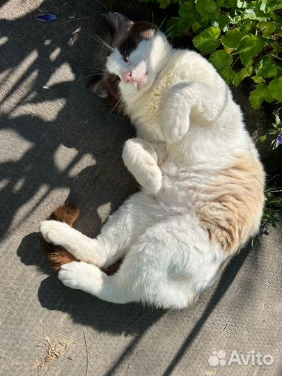 Кот в добрые руки