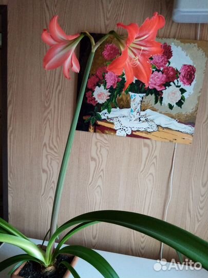 Гиппиаструм