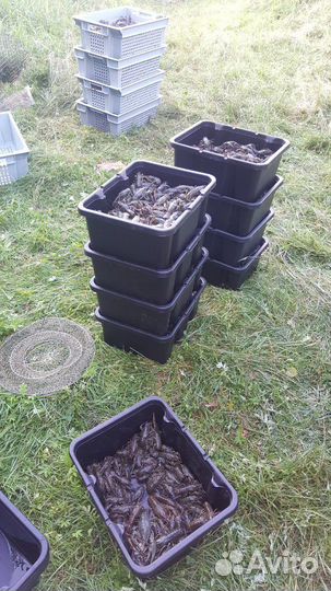 Раки живые опт