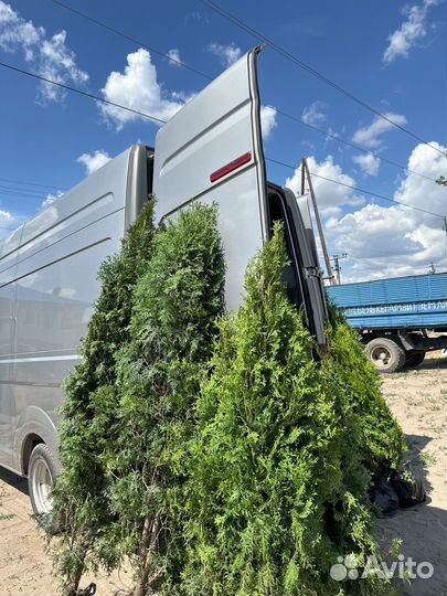 Туи смарагд