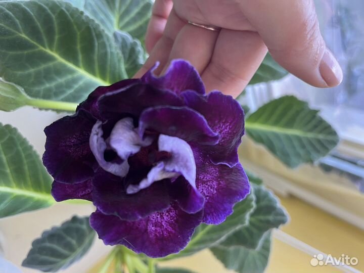 Глоксиния (лист срежу)