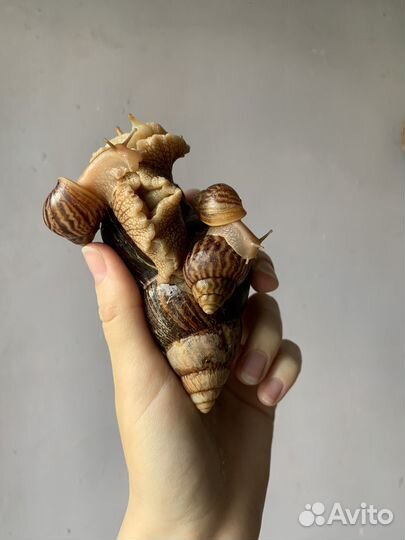 Улитки ахатины бесплатно