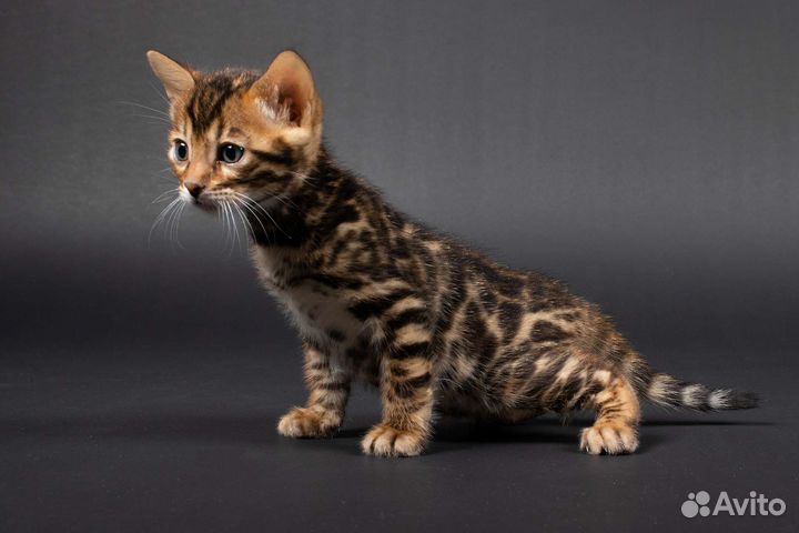 Бенгальские котята, мальчики