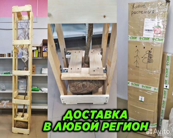 Газонные семена