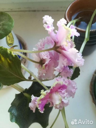 Цветы разные