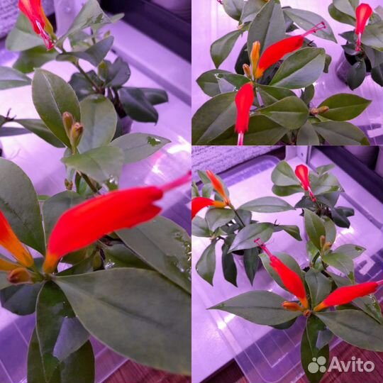 Эсхинантус