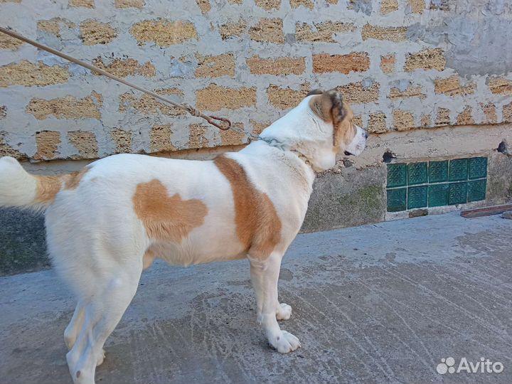 Продаются сао