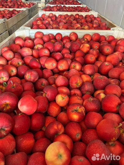Крымские яблоки оптом и в розницу