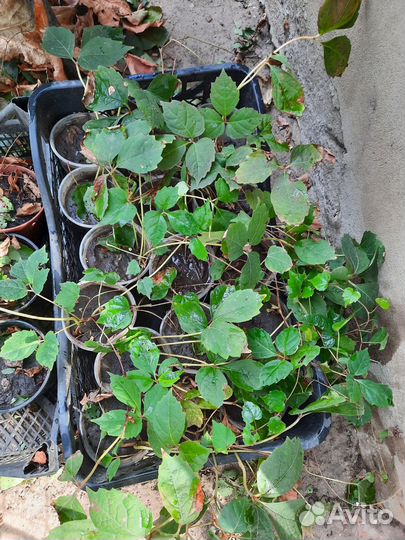 Саженцы девичий виноград (вичи)