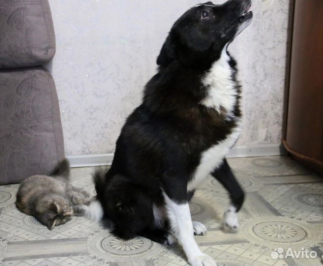 Мини лаечка