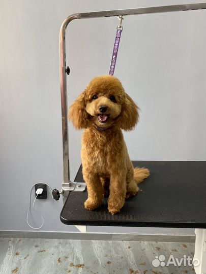 Стрижка собак и кошек