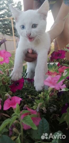 Котята не породистые