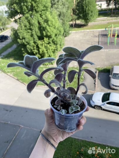 Традесканция силламонтана