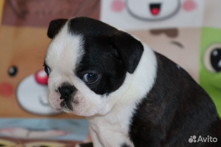 Бостон Терьеры, Щенки