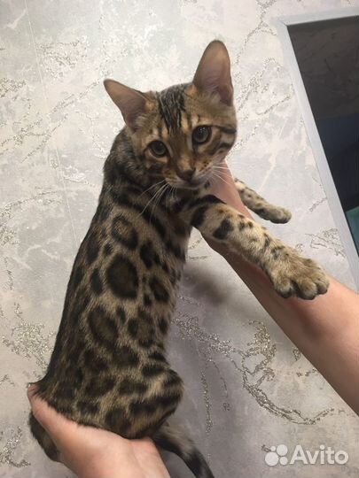 Бенгальские котята