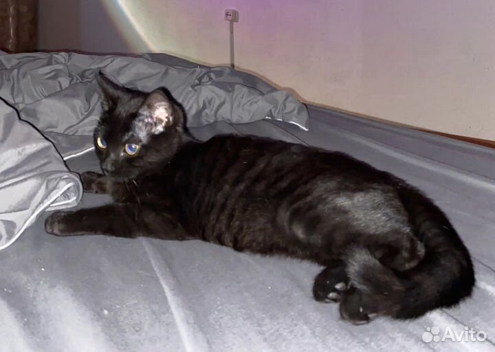 Британская кошка