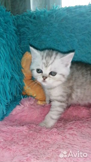 Шотландские котята