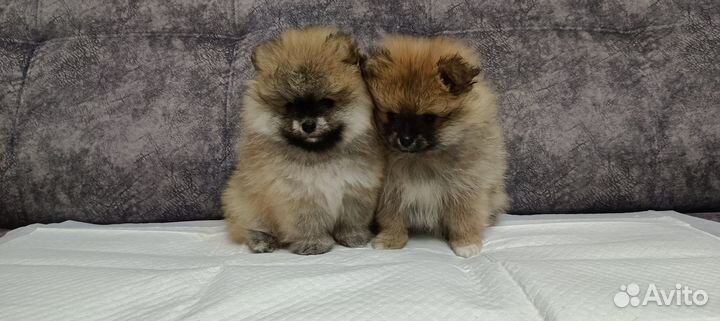 Щенки шпица