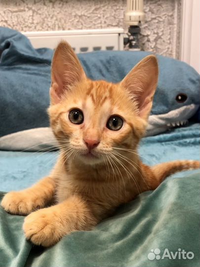 Отдам котенка в добрые руки