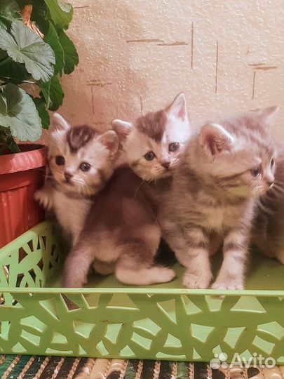 Классные британчики