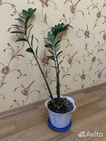 Замиокулькас