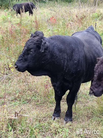 Бык /Нетель Галловей