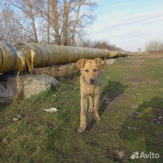 Отдам в добрые руки щенка