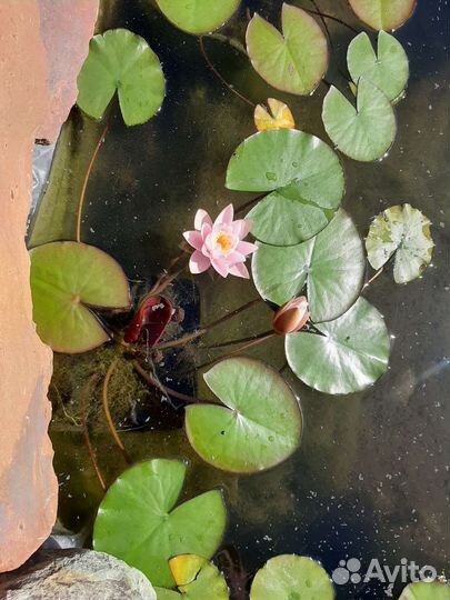 Нимфеи для пруда