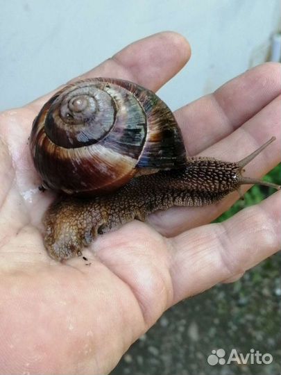 Улитка виноградная