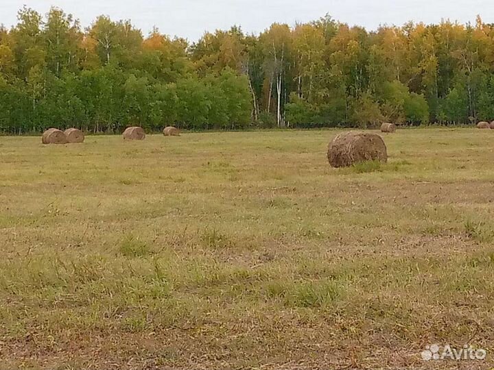 Сено в тюках трехцентировые