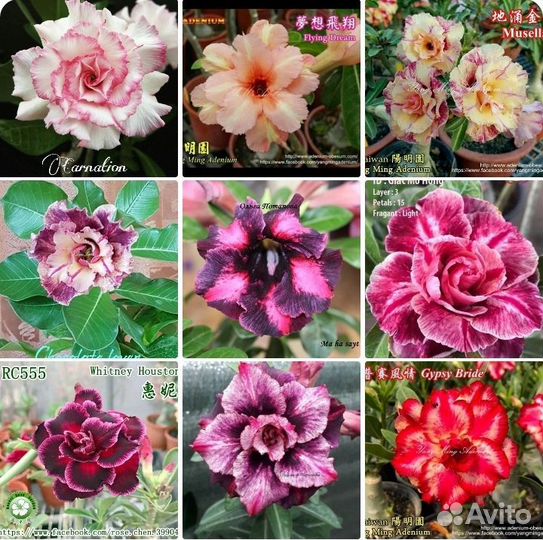 Черенки адениума