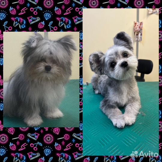 Стрижка собак и кошек, гигиена