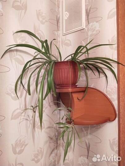 Комнатные растения цветы большие