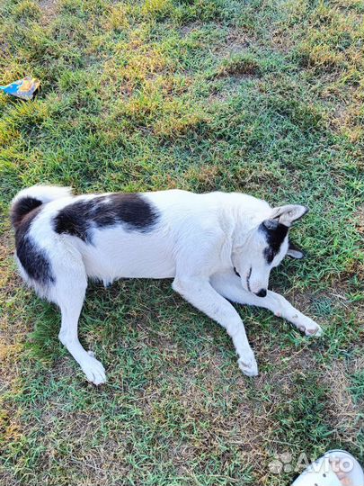 Собака в добрые руки