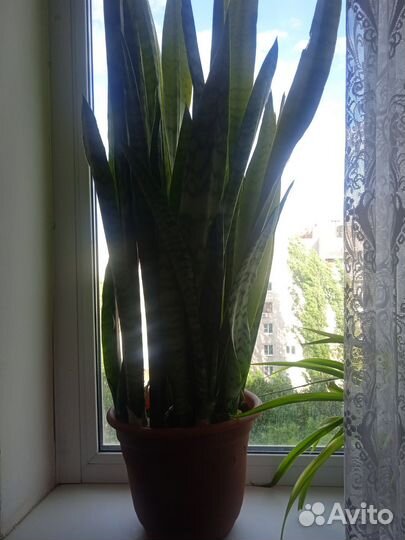 Сансевиерия