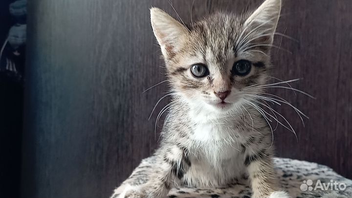 Британская девочка котенок