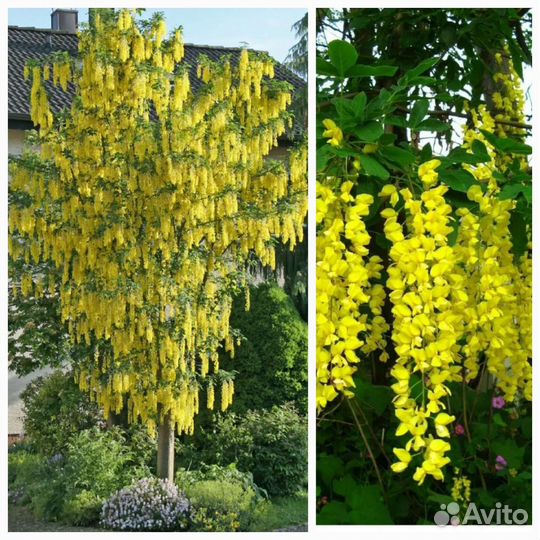 Катальпа саженцы