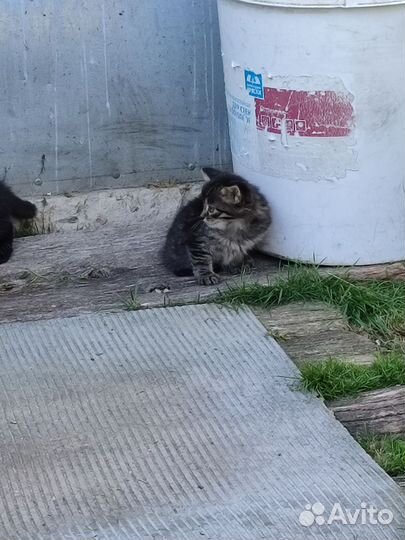 Котята в добрые руки бесплатно