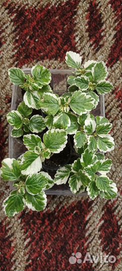 Ампельные растения