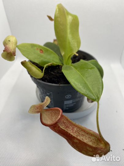 Хищные растения (Венерина мухоловка)