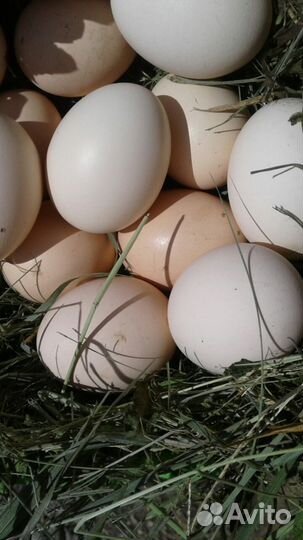 Яйца куриные домашние