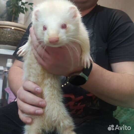 Хорек вязка