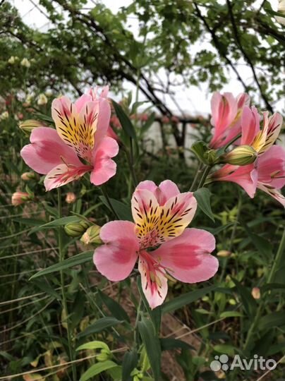 Доставка цветов опт.розница.букетов