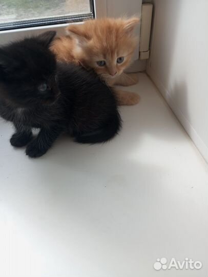 Котята в добрые руки даром
