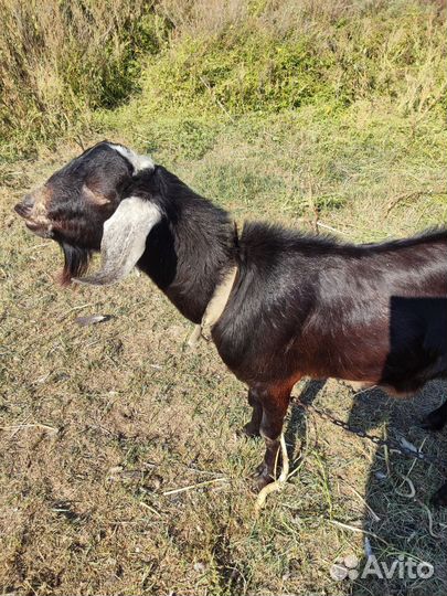 Коза,козлята,баранчик и нубийский козел на вязку