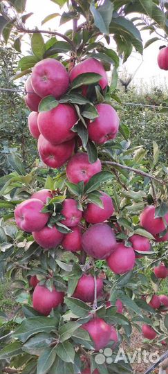 Продам яблоки