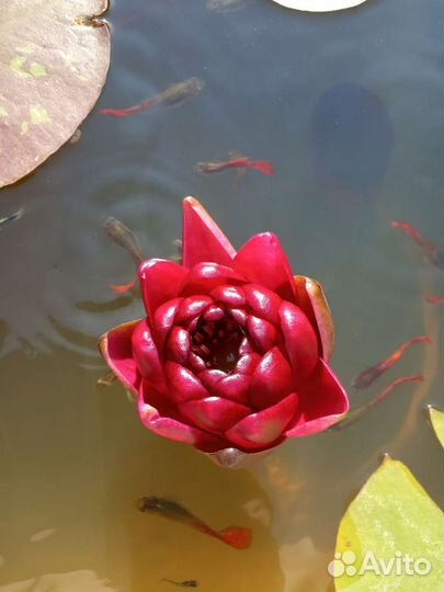 Нимфея Блек принцесса