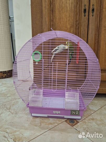 Волнистые попугаи с клеткой