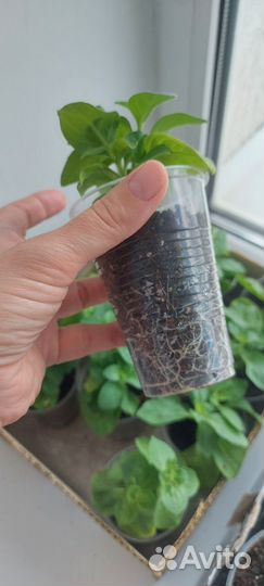 Рассада петунии